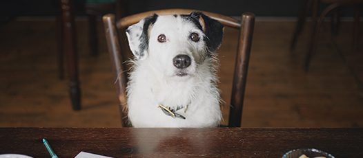 Thinkbox's ad features Harvey the dog