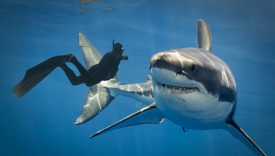 To be brave, or not to be brave? In B2B, that is the question. Image