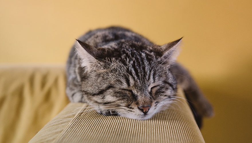 A cat sleeping