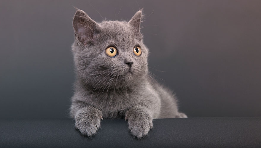 How to emotionally engage your customers – without using kittens image