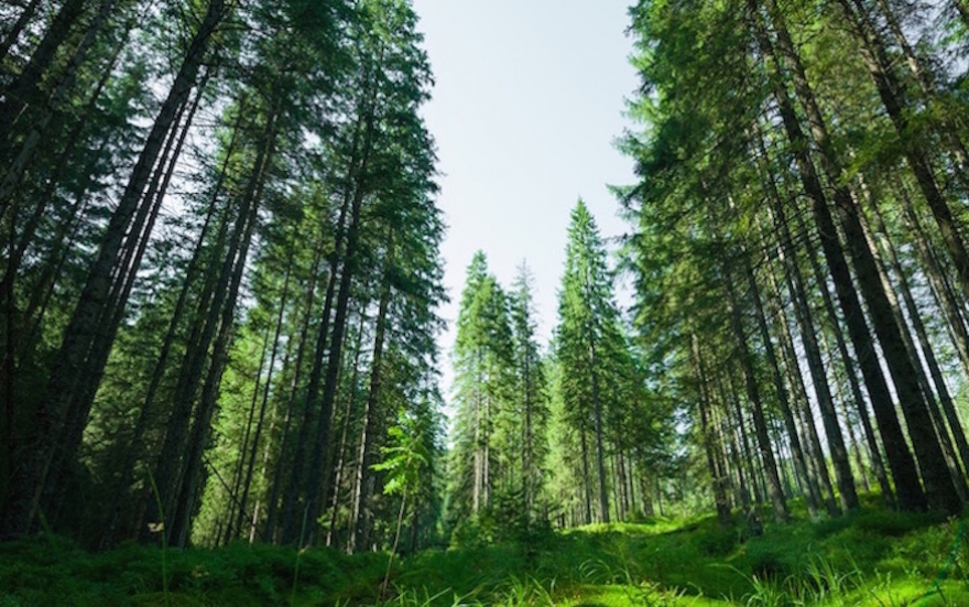 Evergreen trees
