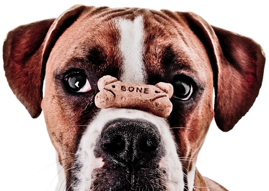 ARE YOU A DOG CAPABLE OF LEARNING NEW TRICKS?