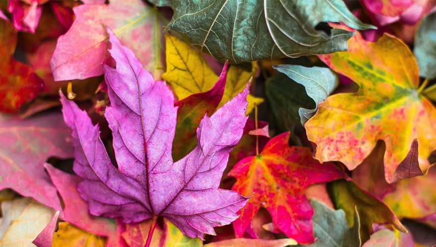 autumn leaves