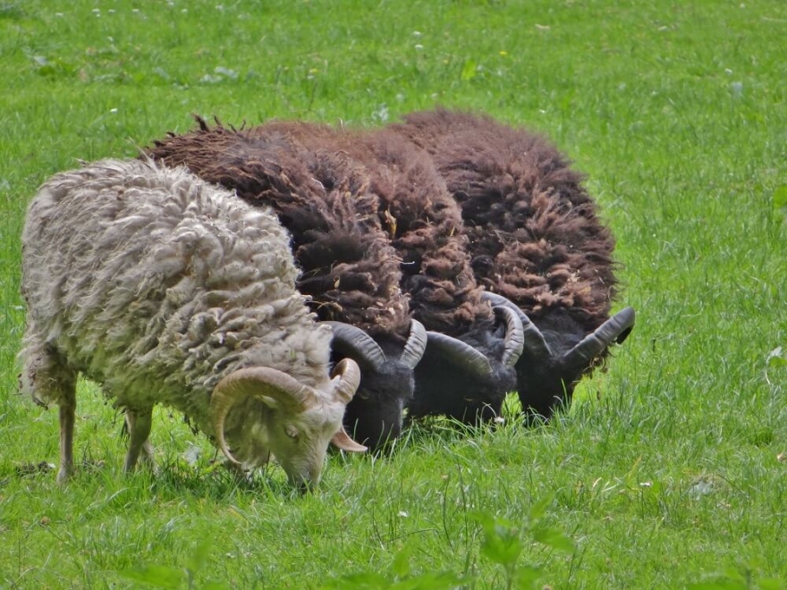 Image of sheep - how to write client case studies that stand out
