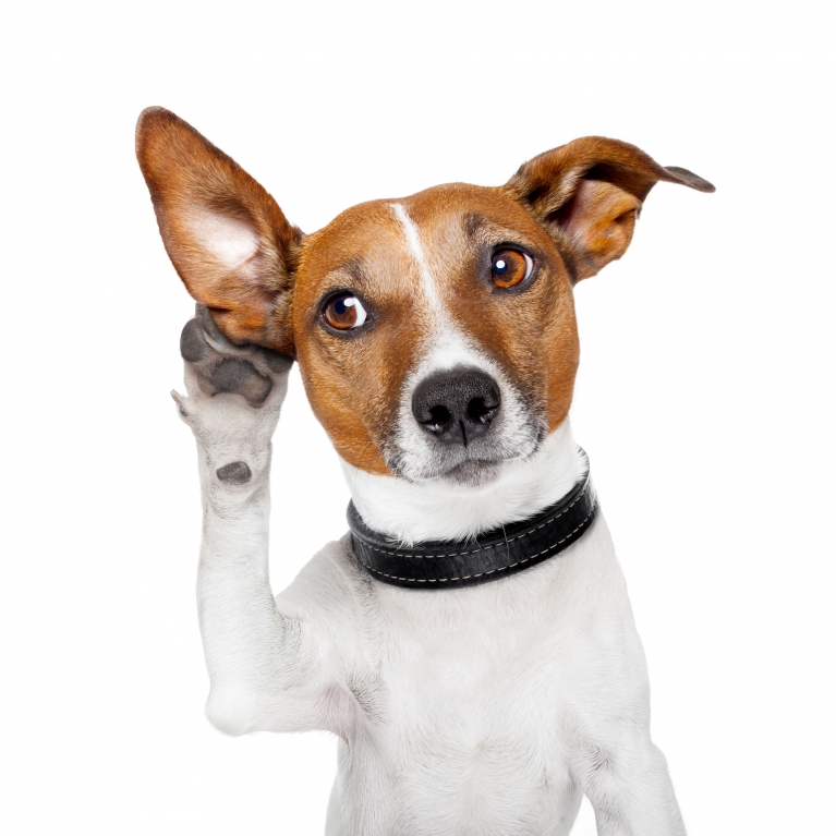Listening dog